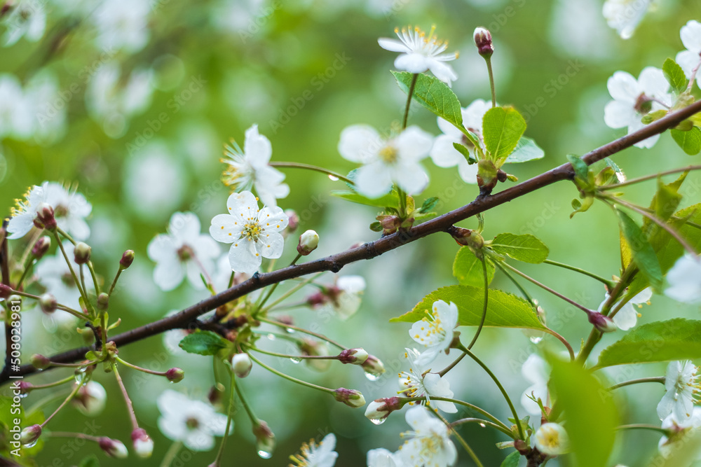 white flowers of cherry blossoms on a branch with green leaves and drops after rain white flowers of cherry blossoms on a branch with green leaves and drops after rain