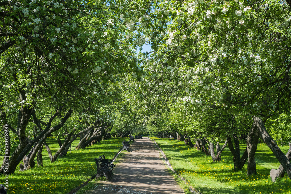 path in the park among the blossoming apple trees in spring path in the park among the blossoming apple trees in spring