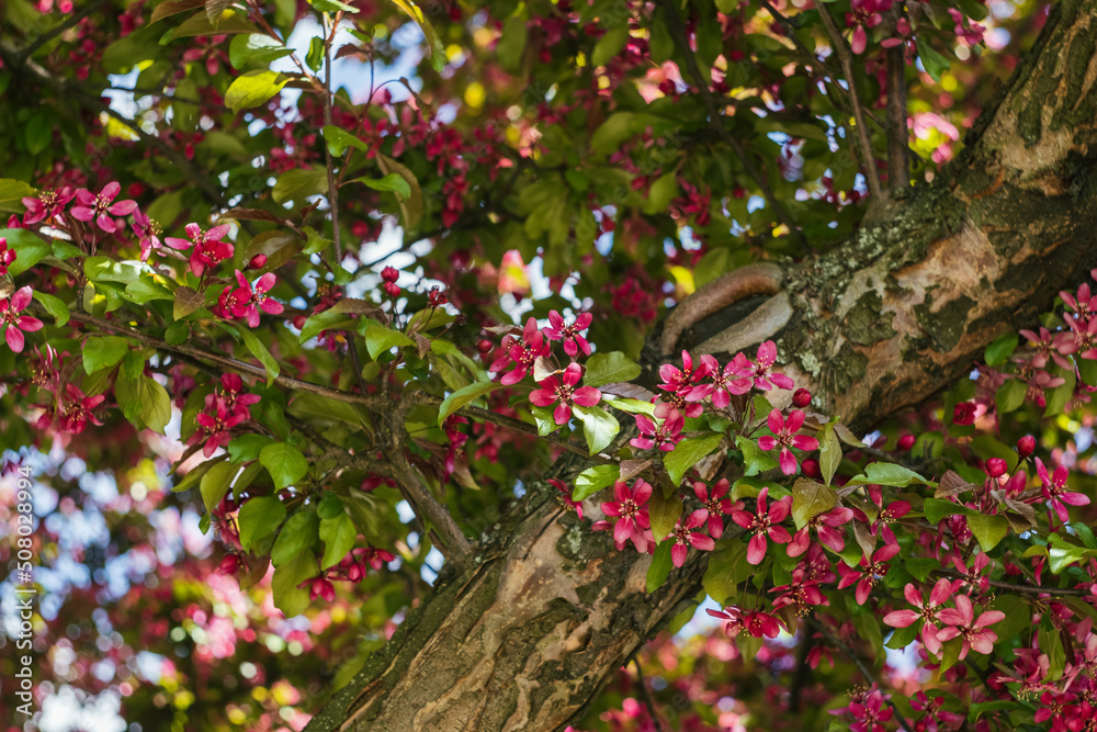 purple flowers of a blooming apple tree on a branch with green leaves