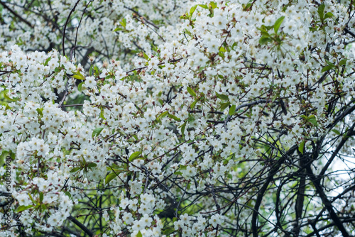 white flowers of cherry blossoms on tree branches