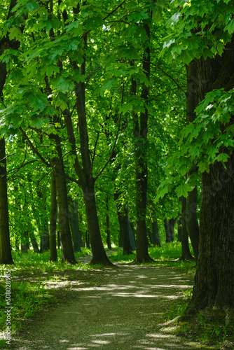 green maples in the park and path