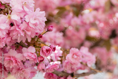 Fotografering close up view of pink flowers on branches of japanese cherry tree