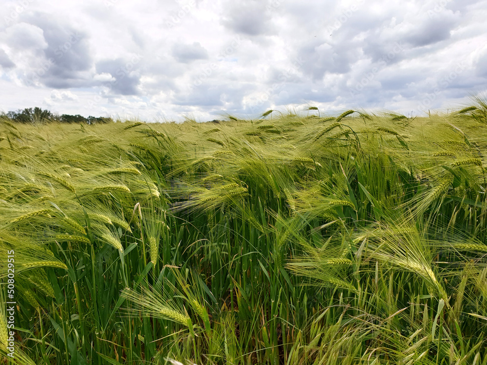 Nahaufnahme junge Gerste auf dem Feld Nahaufnahme junge Gerste auf dem Feld