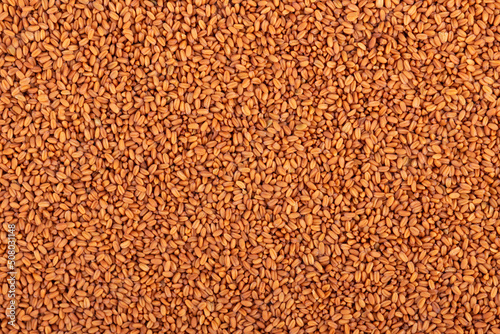 Fotografi Camelina sativa seeds background