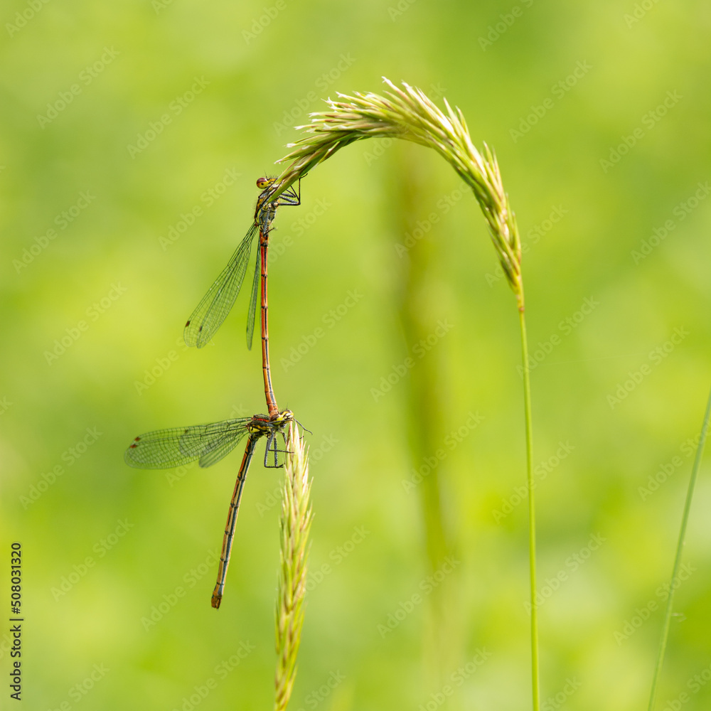 Pyrrhosoma nymphula or Large red damselfly in tandem hanging on a blade of grass Pyrrhosoma nymphula or Large red damselfly in tandem hanging on a blade of grass
