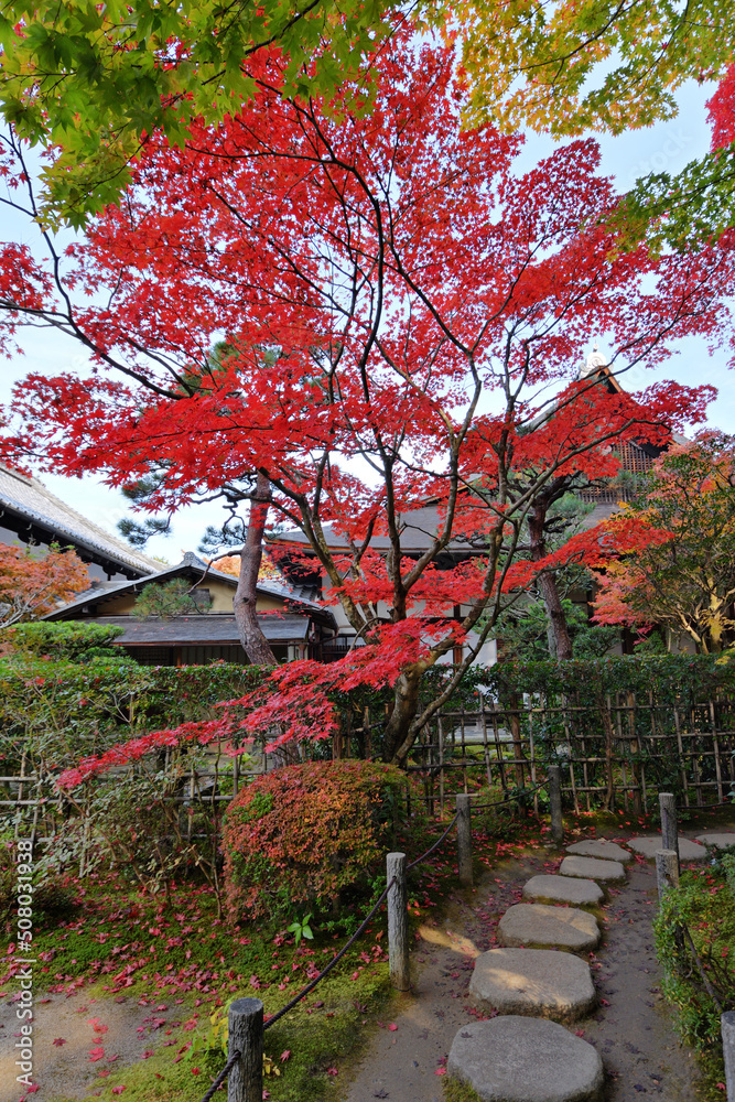 天授庵の紅葉