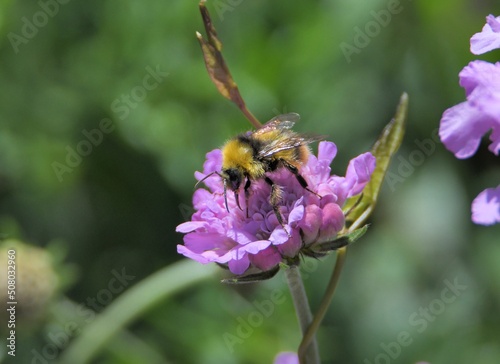 bee on a flower © aquaphoto