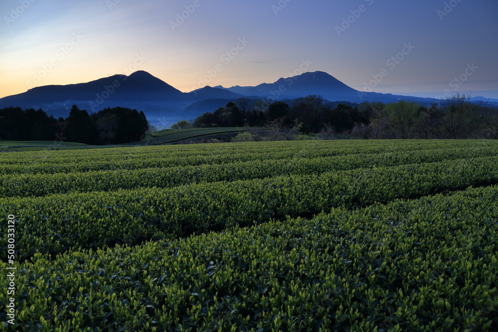 鳥取県の伯耆大山の日の出と茶畑