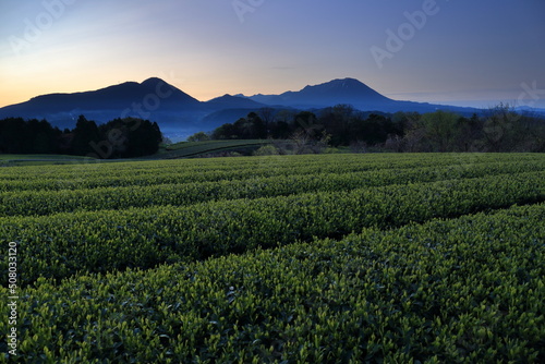 鳥取県の伯耆大山の日の出と茶畑