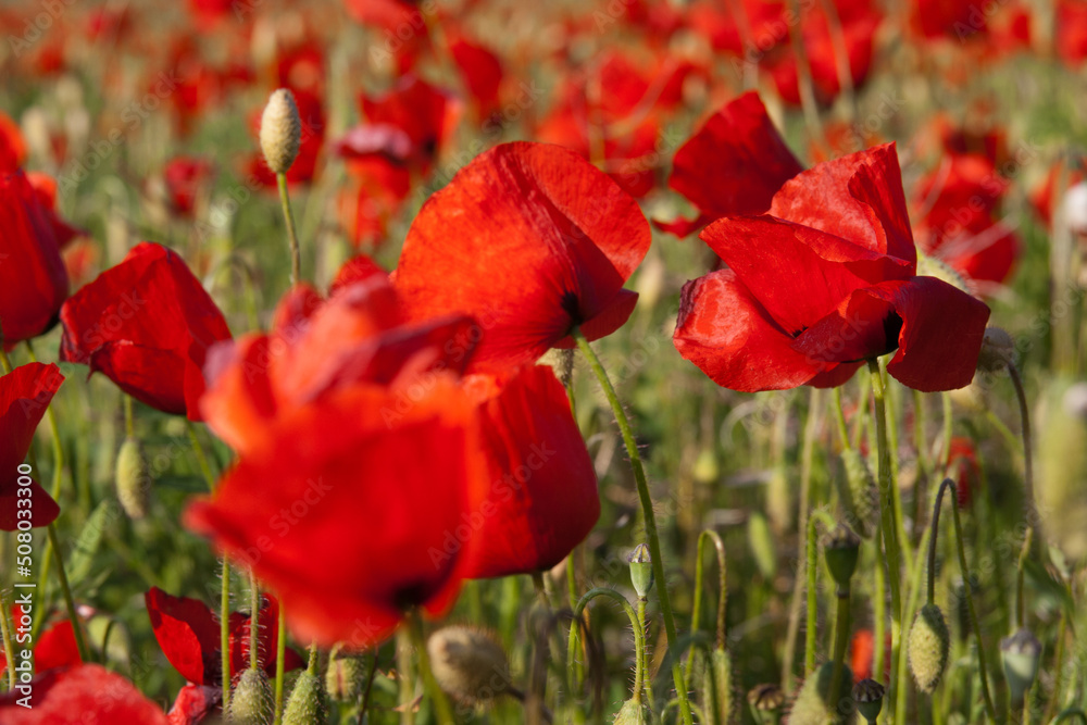 Red Poppy Field - Provence Red Poppy Field - Provence