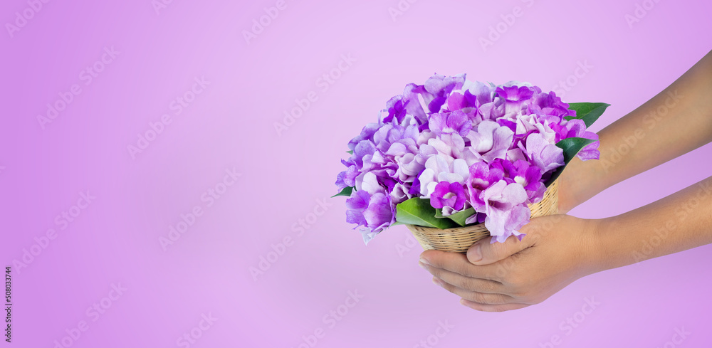 hand holding a basket of fresh purple flowers isolated on a pastel pink background with free space for text