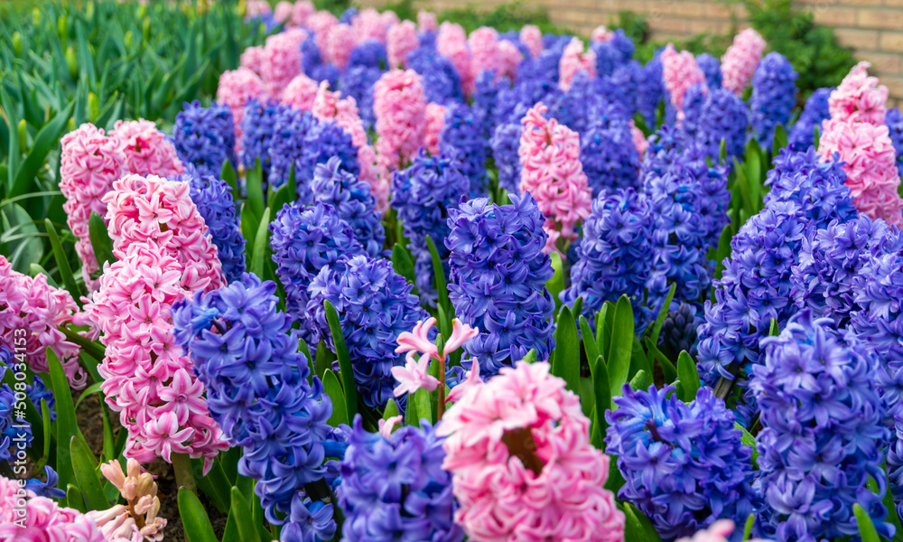 Field of beautiful pink, violet hyacinthus flower in bloom. Spring plant in form of circle, placed in fresh green grass. Field of beautiful pink, violet hyacinthus flower in bloom. Spring plant in form of circle, placed in fresh green grass.
