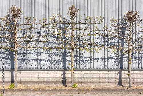 Fotografie Three espalier trees in a row against a grey industrial background in early spring
