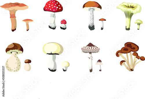  Autumn Mushrooms Compositions  isolated Vector illustration on white background.