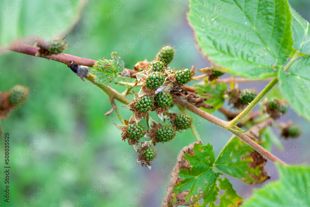 Green unripe Blackberry berries on green background.  Plant branch in countryside garden. A coming fruit.