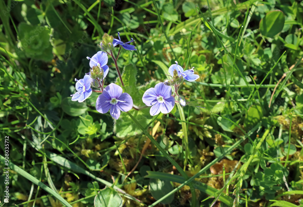 Sunlit Speedwell flowers, Derbyshire England
Sunlit Speedwell flowers, Derbyshire England