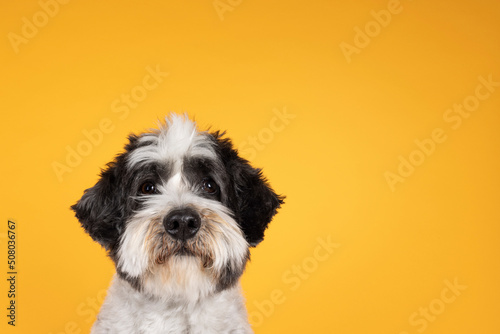 Head shot of Cute little mixed breed Boomer dog, sitting up facing front. Looking towards camera with friendly brown eyes. Isolated on yellow orange background. Mouth closed.