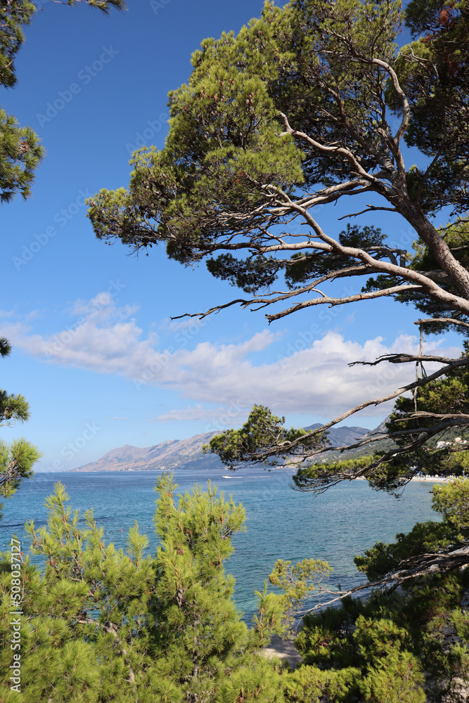 Pine tree over the sea on a sunny day on the seashore, Croatia