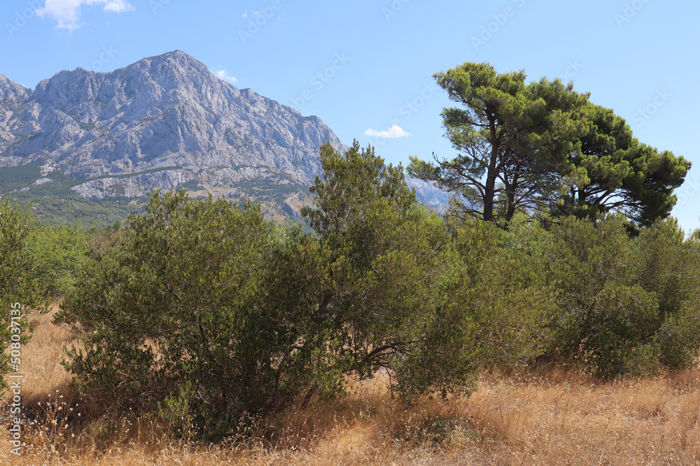Pines and olive trees against the backdrop of mountains on a sunny day, Croatia, Baska Voda