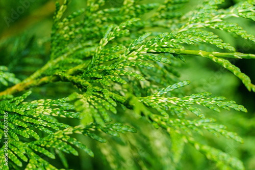 Close-up of green texture with yellow of Thuja plicata 'Zebrina' western red cedar or Pacific red cedar, giant arborvitae or western arborvitae, giant ceda. Nature concept for design. photo