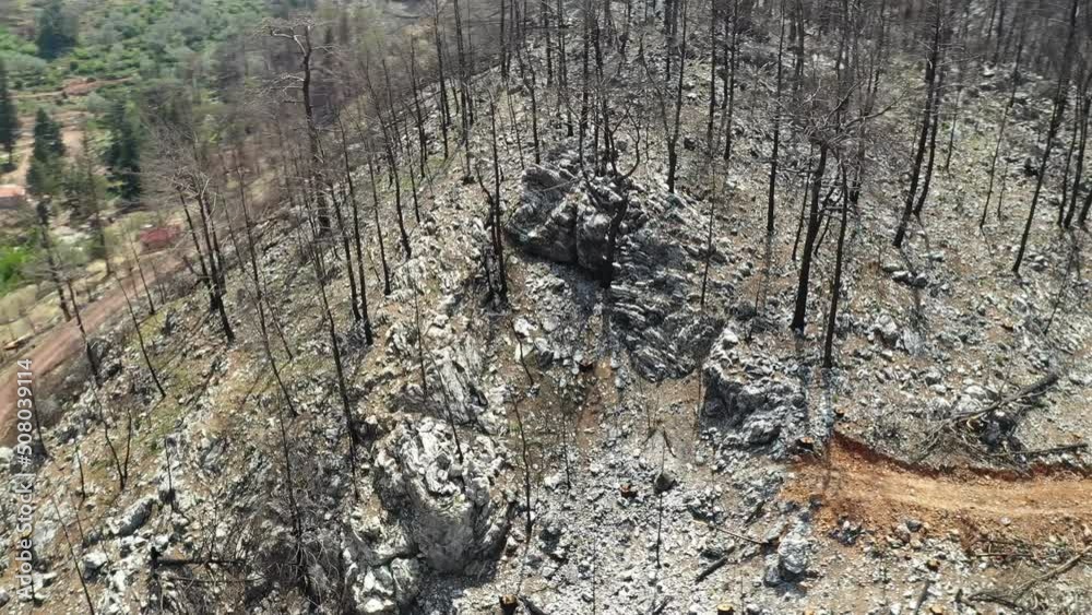 Leftover after a big forest fire in the nature. Leftover after a big forest fire in the nature.