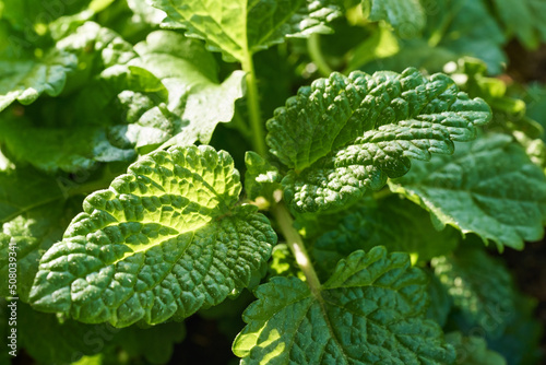 Fresh melissa twigs growing outdoors in sunlight