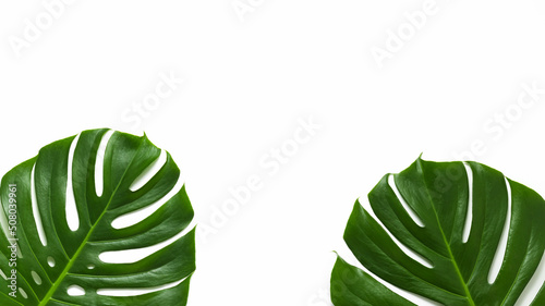 Real monstera plant leaves frame isolated on white background. Top view, flat lay, space for text