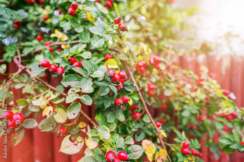Shrub of rosehip plant with bright red berries growing behind fence at garden at autumn season outside