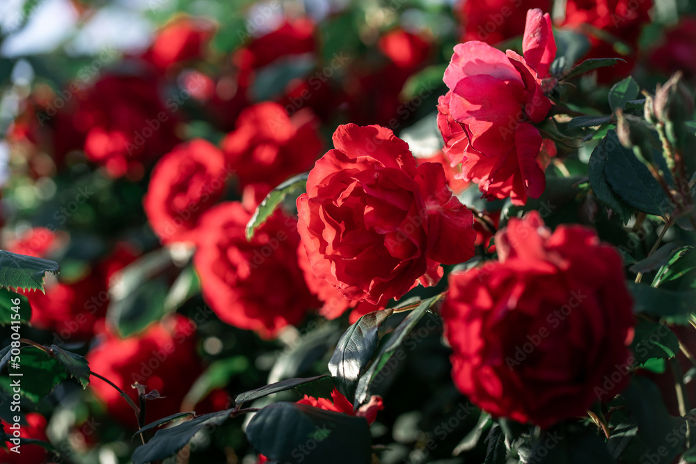 Blur background of beautiful bush of red roses flowers for your design project. Beautiful floral background.