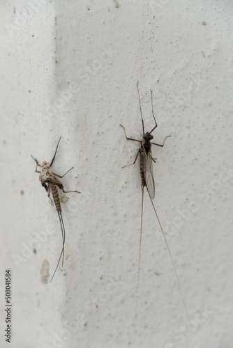 Ephemeroptera and the skin on the wall of the house. Slovakia
