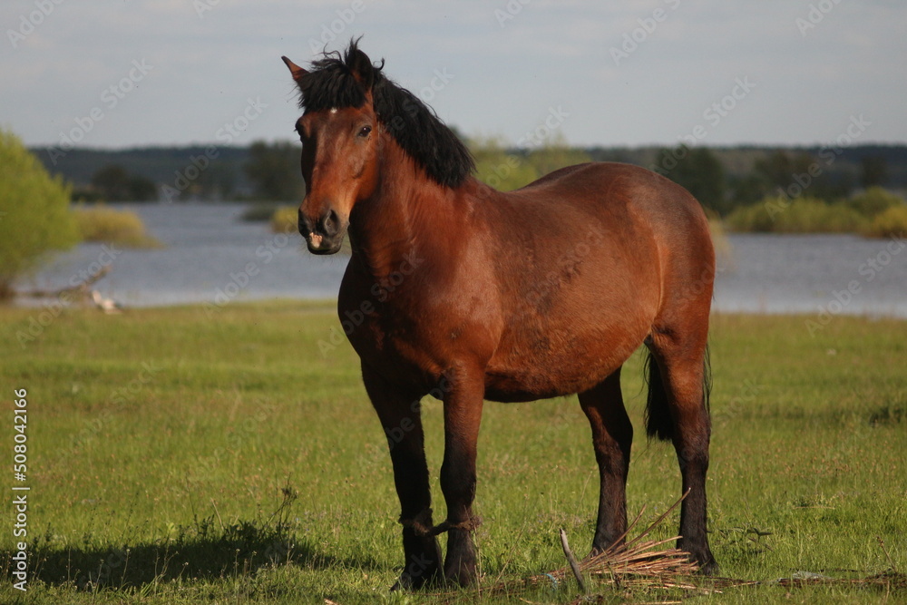 Fototapeta premium Spring Flood On The Desna River. Mezynsky National Nature Park, Chernihiv Region, Ukraine