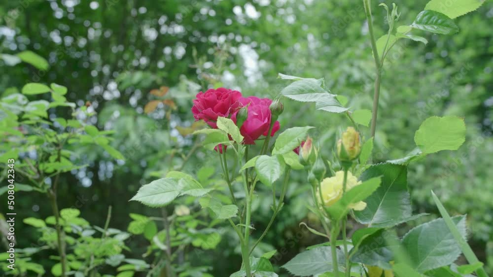 Pink And Yellow Roses And Rosebuds Moving In The Wind Surrounded By Greenery Pink And Yellow Roses And Rosebuds Moving In The Wind Surrounded By Greenery