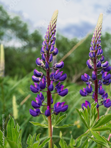 Blooming purple Lupine flowers - Lupinus polyphyllus fodder plants growing in spring garden. Violet lilac blossom with green leaves meadow. Postcard  botanical poster background  wildflower wallpaper.