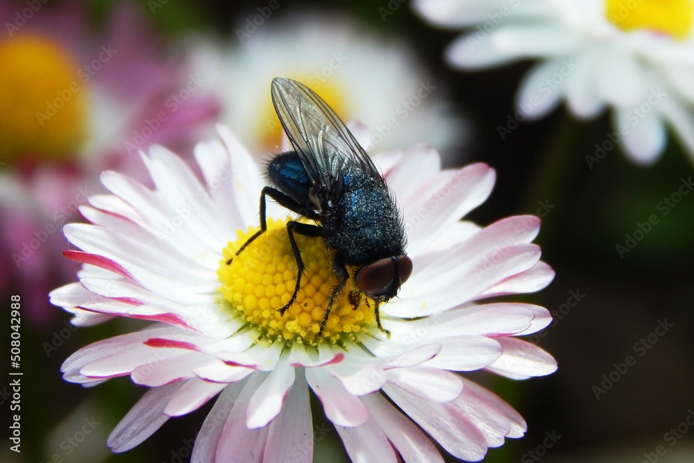 A fly on a flower, close-up, in the pollen. A fly on a flower, close-up, in the pollen.