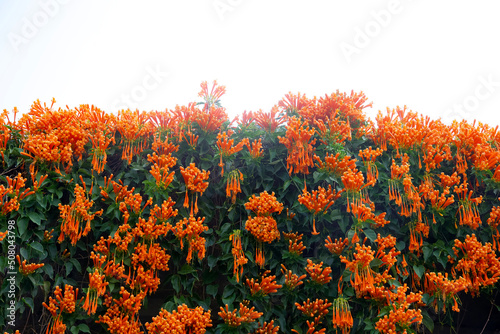 Orange Trumpet (pyrostegia Venusta) blooming in garden photo