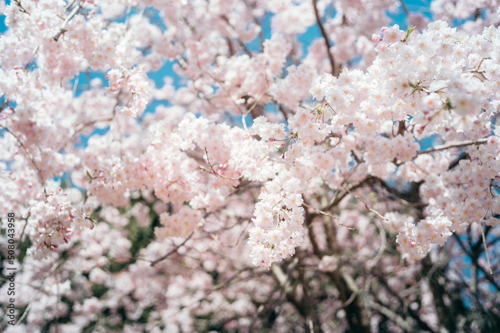 桜 桜