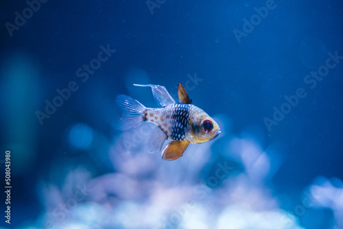 熱帯魚
