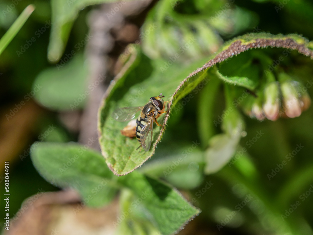Insecto mirando en hoja Syrphidae sirfidos