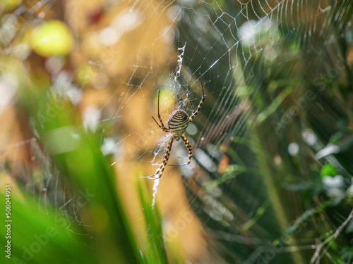 Araña tigre de lado en tela de araña