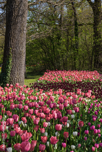 Fototapeta Naklejka Na Ścianę i Meble -  aiuole di tulipani rosa