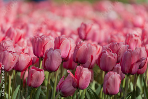 distesa di tulipani rosa