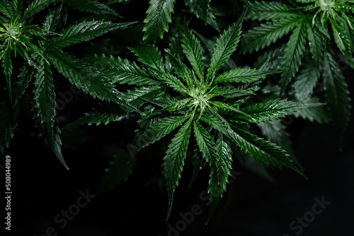 Cannabis CBD plant on black background. Layout of fresh wet marijuana leaves  watering bush  top view. Hemp recreation  legalization concept.