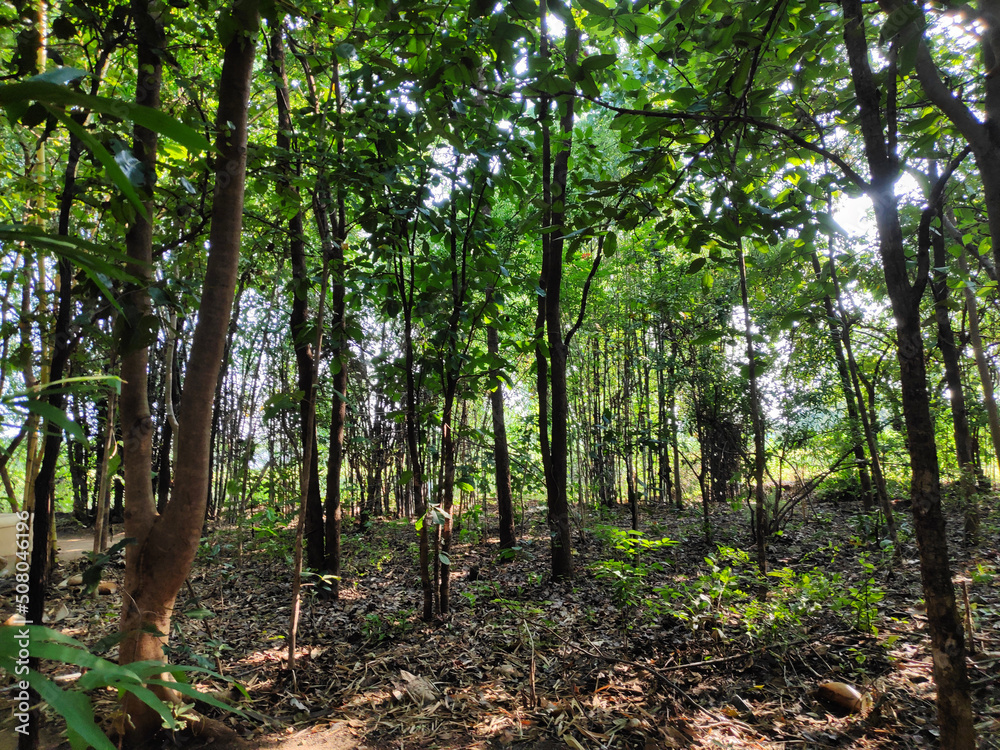 Dense tree cover in a tropical forest in Asia Dense tree cover in a tropical forest in Asia