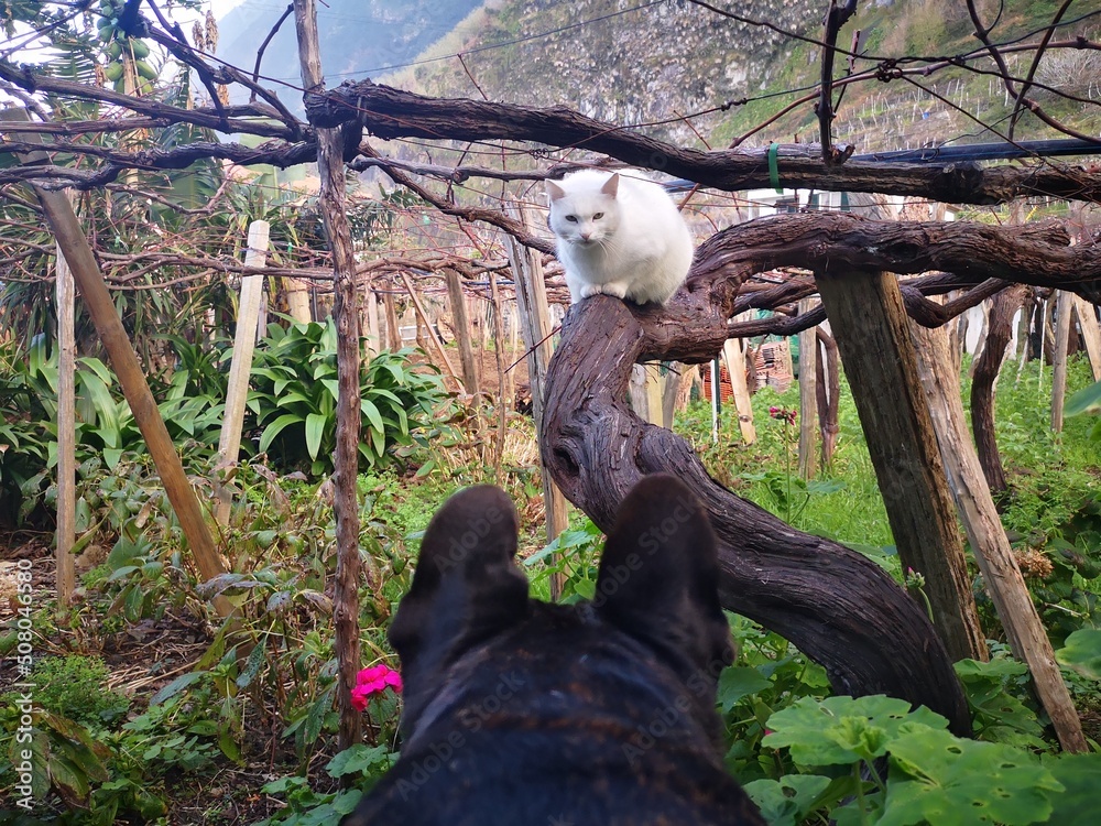 Obraz premium Katze im Traubenfeld