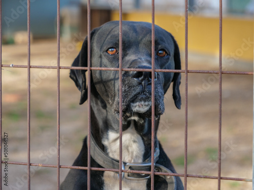 mayor perro valla viejo llorar campo animal   photo