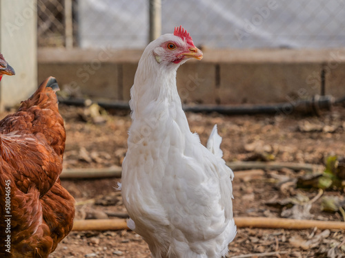 mirar blanca gallina gallinas rural campo sueltas color camperas   photo