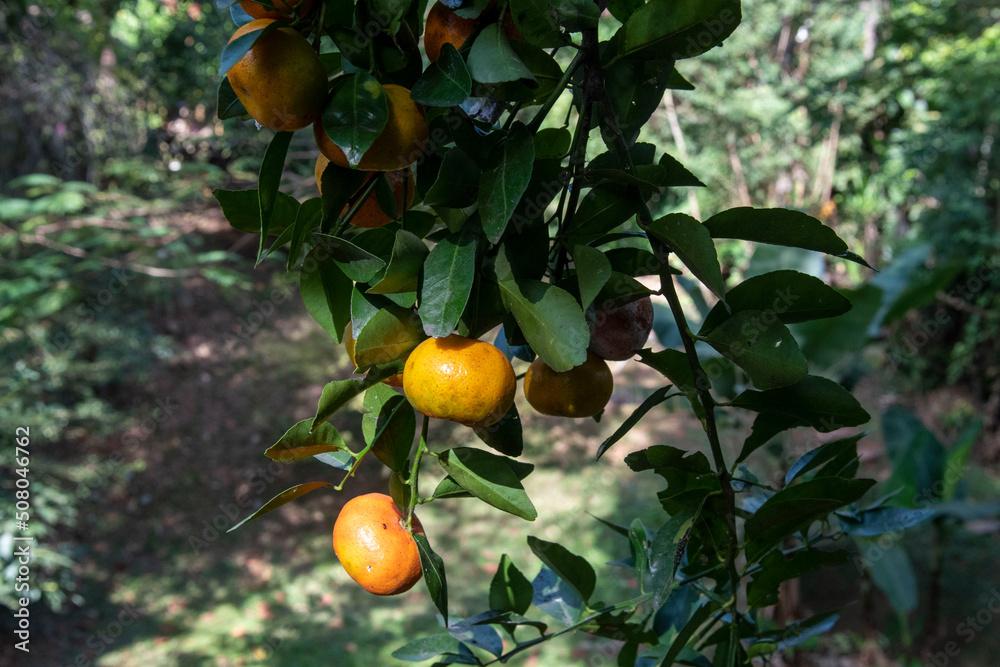 These tangerine are growing in a farm