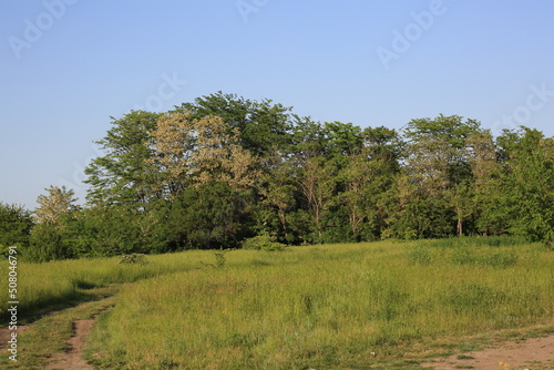 landscape with trees