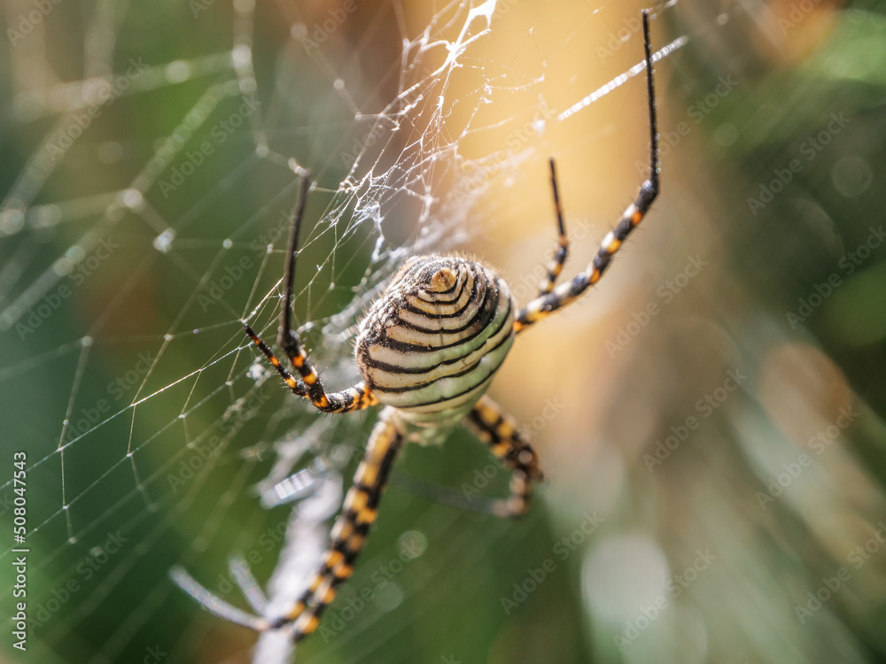 contraluz cerca detalle araña tigre insecto contraluz cerca detalle araña tigre insecto