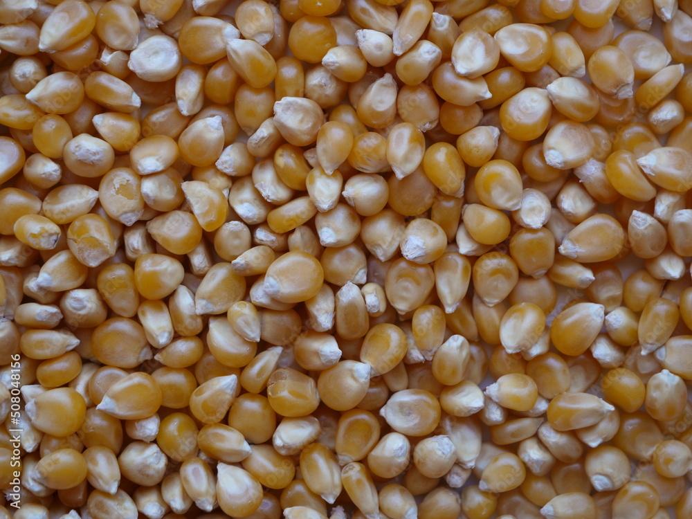 cenital arriba maiz legumbre corn textura alimentación cenital arriba maiz legumbre corn textura alimentación